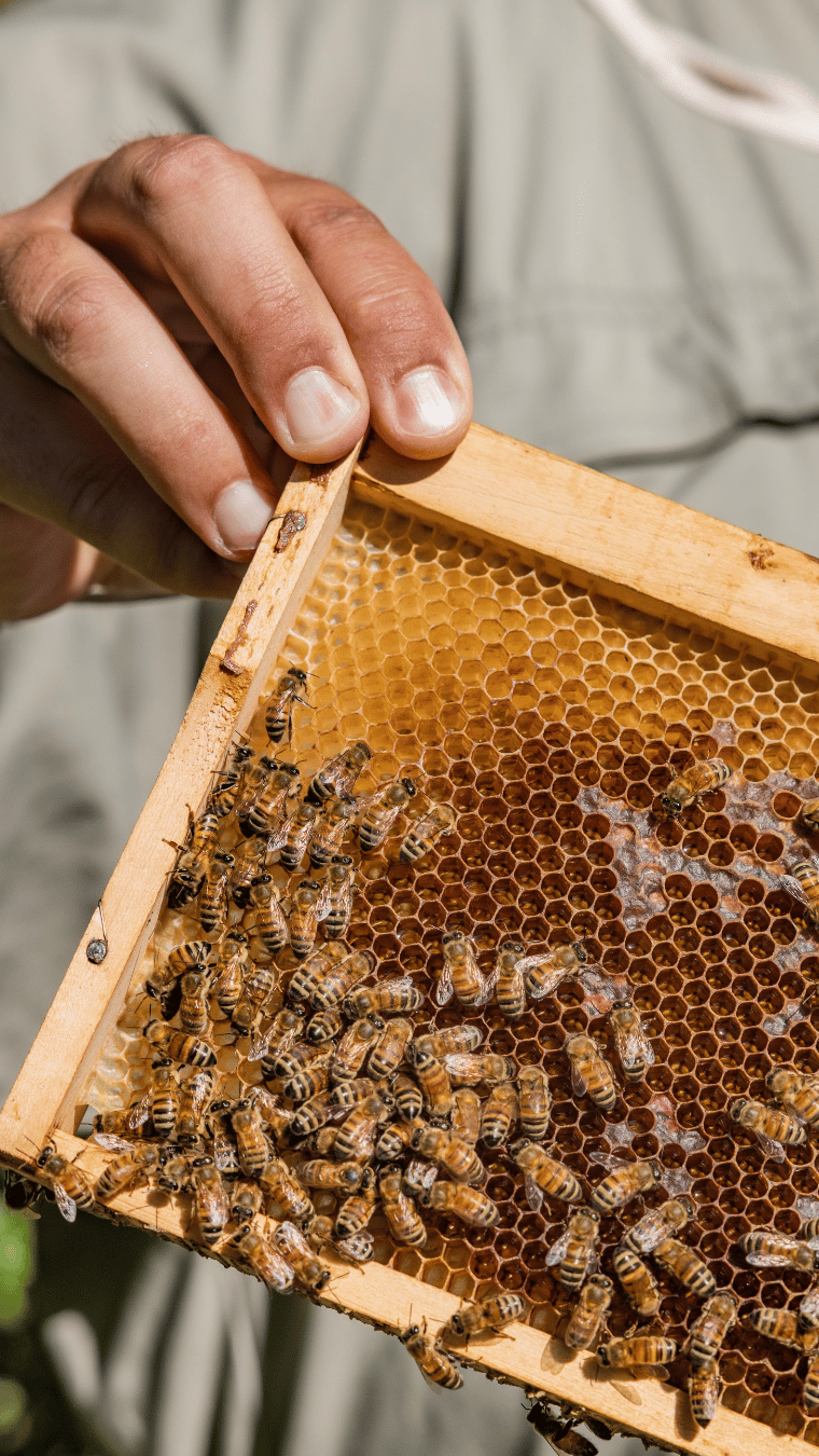 Händer som håller i en honungsram med bin på
